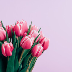 Naklejka premium Beautiful bunch of fresh tulips in full bloom on pastel purple background. Copy space for text. Spring flowers.
