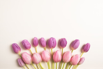 Fresh pink and purple blooming tulip flowers on white background, flat lay, directly above view. Beautiful spring blooms with negative space.