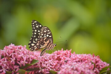 A beautiful butterfly created addiction.