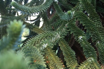 Monkey puzzle tree close up of leaves, landscape