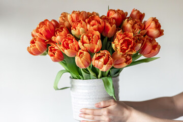 Bouquet of fresh orange tulips in female hands, close-up.