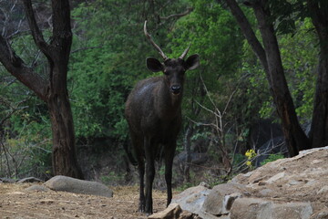 Naklejka na ściany i meble Indian water deers at Bannerghatta national park Bangalore sitting or standing in the zoo. forest Wildlife sanctuaries in Karnataka India