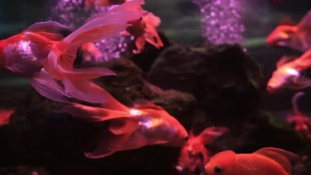 Oranda decorative goldfish, Carassius auratus. Group of gold fish swimming underwater in aquarium, close-up colorful fish in the water. High quality FullHD footage