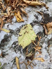 autumn leaves on stony ground