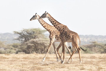 Two adult giraffes walking through the Savannah plains.