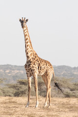 A magnificent adult giraffe stands still for a moment to take a rest.