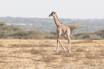 A cute giraffe calf walks alone in the dangerous Savannah plains of Africa.
