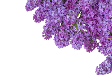 Floral background of spring lilac flowers on a light plastered background. Free space for text and your ideas. View from above. Isolate. PNG Flat lay, top view.