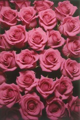 group of pink roses