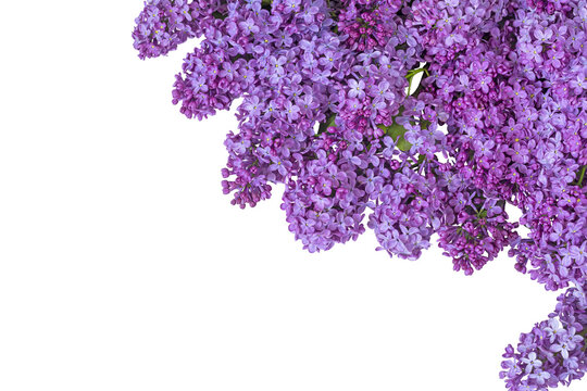 Floral background of spring lilac flowers on a light plastered background. Free space for text and your ideas. View from above. Isolate. PNG Flat lay, top view.