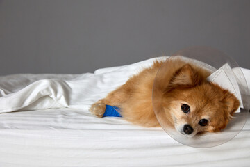 Cute red dog covered with a white blanket after an IV in a veterinary clinic. Puffy-eyed little...