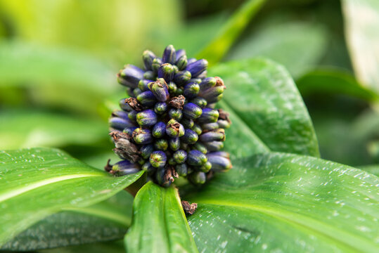 Focus on unopened buds collected in an inflorescence. Violet dichorisandra inflorescences among green leaves in the center. Focus on the central flower. Exotic plant.