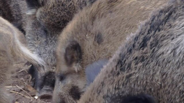 Group of wild boar close-up. Immature wild boar eating. European nature. Animal hunting.