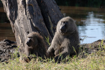 Two baboons resting by a stream.