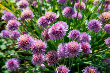Violet spherical inflorescences of decorative onions. Lots of bright colors. Garden flowering plant.