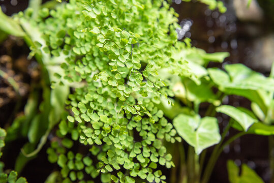 A young maidenhair fern Adiantum with bright green succulent leaves. The plant is grown in a greenhouse under sunlight in a humid environment.