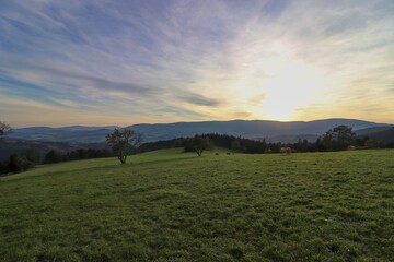 A view to the cows on the meadow during sunset in mountains Jeseniky, Czech republic