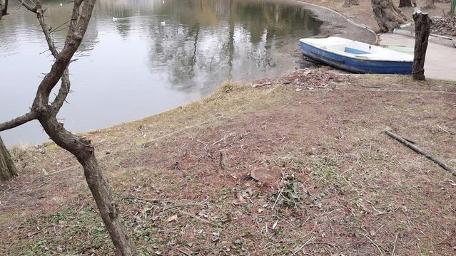 Boat on a Lake, Trees in a Park, Nature Outdoors