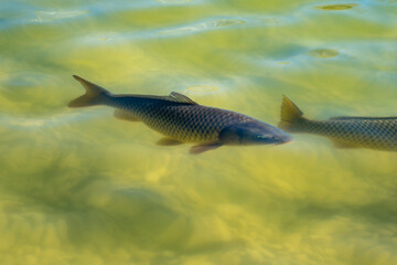 Carp in a pond in sunshine