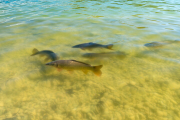 Obraz premium Carp in a pond in sunshine