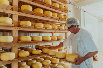 A worker at a cheese factory sorting freshly processed cheese on drying shelves - obrazy, fototapety, plakaty