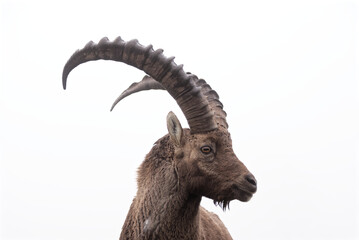 Portrait of an young alpine Ibex (Capra Ibex) on white background