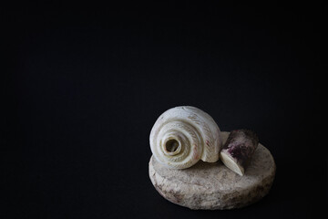 puja essentials conch shell with sandalwood stick and stone. symbolic to the rituals during hindu...