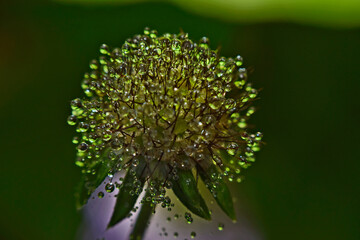 old pincushion flower full of water drops 