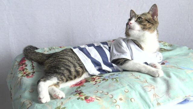 Cute Tabby Cat with White Paws and a Pink Nose