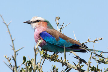 A very colourful and beautiful little bird perched on a branch.