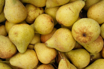 Yellow background with ripe pears. Garden harvest texture close-up.