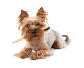 Cute Yorkshire Terrier with toothbrush on white background