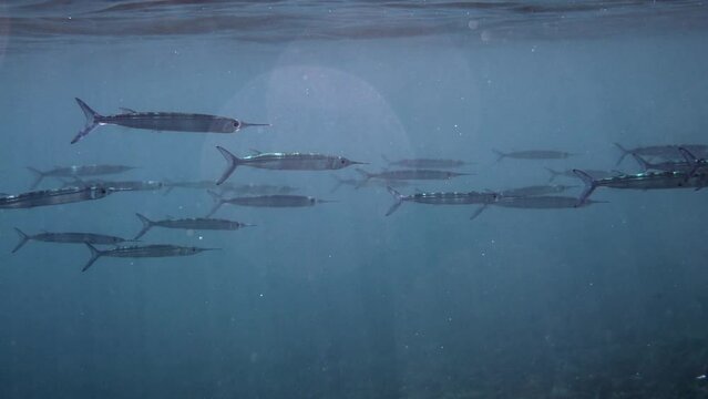 Tropical fish shoal swimming in crystal clear waters
