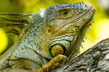 Honduras Karibik