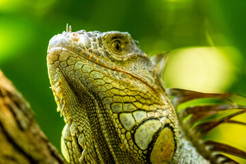 Honduras Karibik