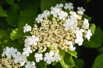 Eine Pflanze mit schönen Blüten.