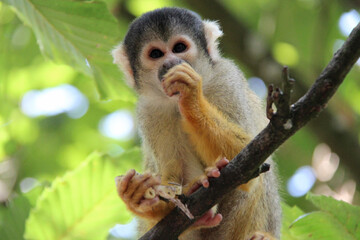 squirrel monkey in a zoo in france