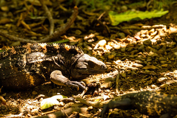 Obraz premium Honduras Karibik