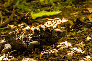 Honduras Karibik