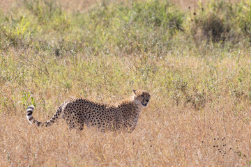 A male cheetah strolls through some tall dry grass.