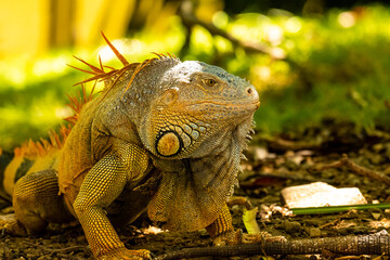 Honduras Karibik