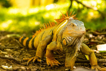 Honduras Karibik