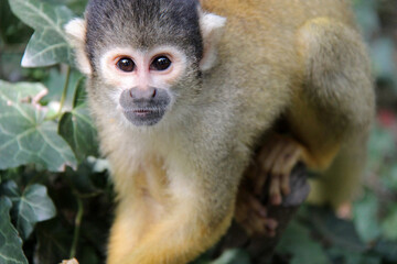 squirrel monkey in a zoo in france