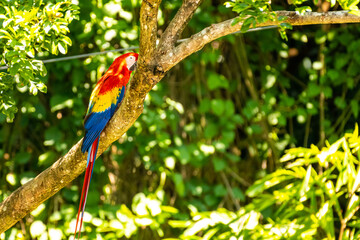 Honduras Karibik