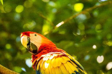 Honduras Karibik