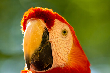 Honduras Karibik