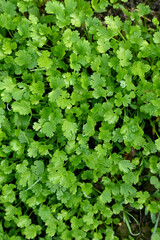Fototapeta premium closeup the bunch ripe green coriander plants with leaves growing in the farm soft focus natural green brown background.