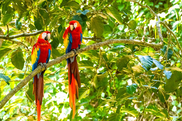 Honduras Karibik