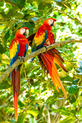 Honduras Karibik