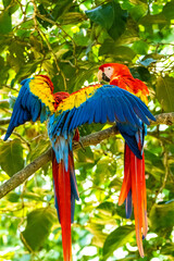 Honduras Karibik